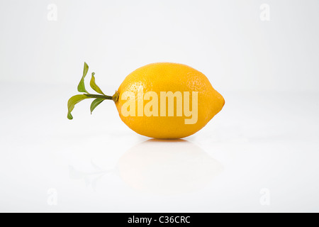 Giallo limone e foglie verdi, vista frontale Foto Stock