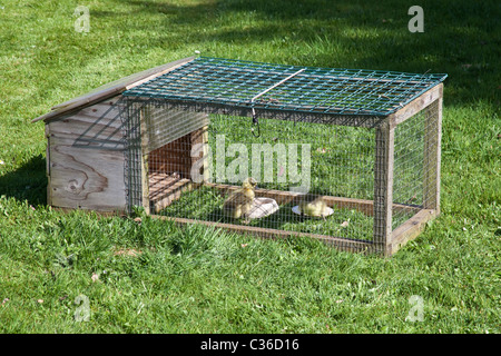 Gosling neonato baby goose ( Tolosa ) Hampshire, Inghilterra, Regno Unito. Foto Stock