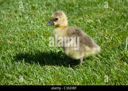 Baby Toulouse oche o gosling su erba, Hampshire, Inghilterra, Regno Unito. Foto Stock