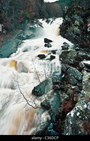 ROGIE Cade vicino a Strathpeffer, Scozia. Foto Stock