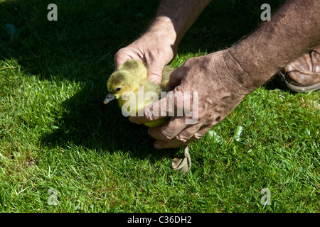 Baby Toulouse oche o gosling su erba, Hampshire, Inghilterra, Regno Unito. Foto Stock