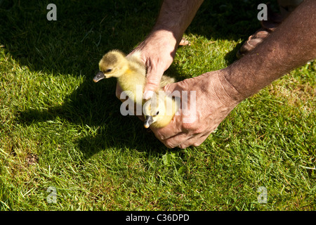 Baby Toulouse oche o gosling su erba, Hampshire, Inghilterra, Regno Unito. Foto Stock