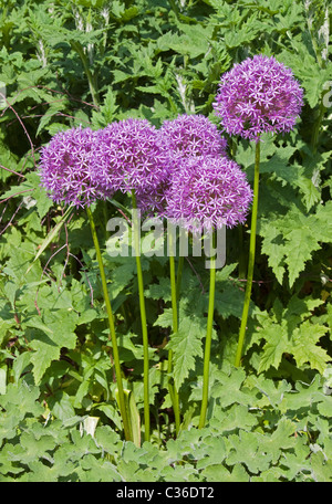 Giant Allium (Allium giganteum) Foto Stock