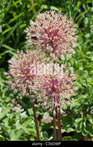 Giant Allium (Allium giganteum) seedheads Foto Stock