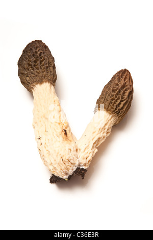 Morel fungo isolato su un bianco di sfondo per studio. Foto Stock