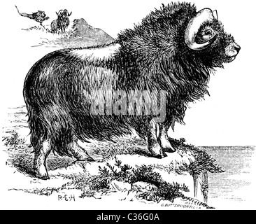 Xix secolo illustrazione del libro preso dalla nona edizione (1875) della Enciclopedia Britannica, di Musk-Ox Foto Stock