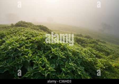 Comune di ortiche (Urtica dioica) cresce su Burrow Mump con molla Foschia sopra i livelli di Somerset. Somerset. In Inghilterra. Regno Unito. Foto Stock