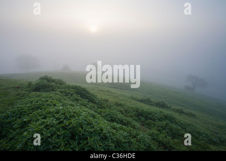 Comune di ortiche (Urtica dioica) cresce su Burrow Mump con molla Foschia sopra i livelli di Somerset. Somerset. In Inghilterra. Regno Unito. Foto Stock