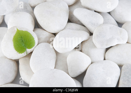 Vista frontale delle pietre di colore bianco e verde foglia Foto Stock