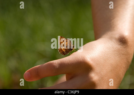 Giallo e marrone a farfalla in appoggio sulla mano d'uomo Foto Stock