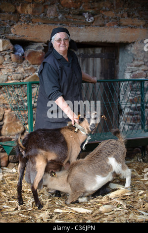 Donna anziana con capre nella stalla (Capra aegagrus hircus) Foto Stock