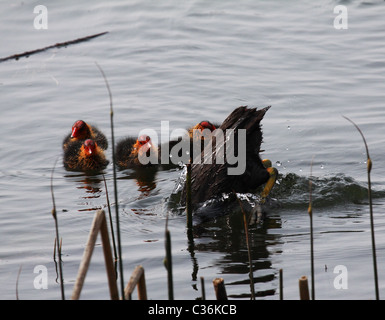 Coot immersioni subacquee per alimenti Foto Stock