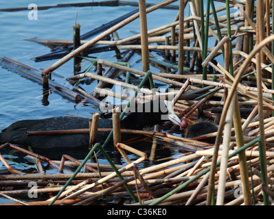 Coot pulcino di alimentazione Foto Stock