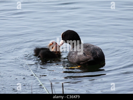 Coot pulcini di alimentazione Foto Stock