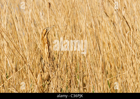 Tarabuso stringendo tra ance a Shapwick Heath Foto Stock