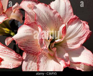Amaryllidaceae hippeastrum è comunemente chiamato Amaryllis quando vengono venduti a fiorire in ambienti interni in inverno. Foto Stock