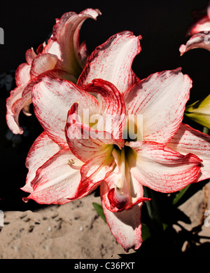 Amaryllidaceae hippeastrum è comunemente chiamato Amaryllis quando vengono venduti a fiorire in ambienti interni in inverno. Foto Stock