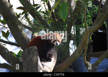 Red Orso Panda, nativo di Nepal e Cina occidentale Foto Stock