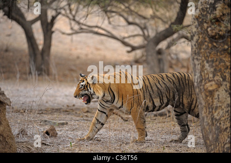 Tiger ruggente in Ranthambhore national park, Foto Stock