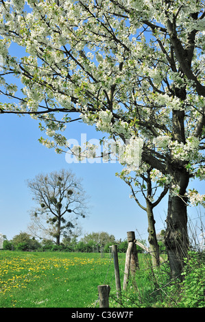 Fiori Selvatici in prato e albero della mela fioritura in primavera, Hesbaye, Belgio Foto Stock