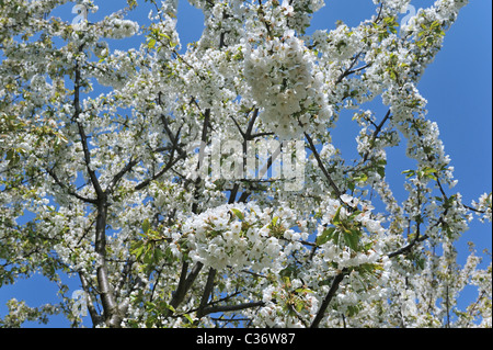 Apple tree (malus domestica) fioritura in primavera, Hesbaye, Belgio Foto Stock