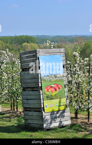 Casse di legno nella metà-Jonagold standard apple tree (malus domestica) Orchard a fioritura primaverile, Hesbaye, Belgio Foto Stock