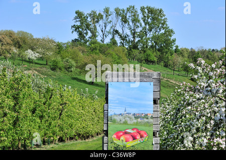 Casse di legno nella metà-Jonagold standard apple tree (malus domestica) Orchard a fioritura primaverile, Hesbaye, Belgio Foto Stock