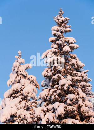 Vista delle cime degli alberi di abete innevato ( Picea Abies ) nella foresta di taiga , Finlandia Foto Stock