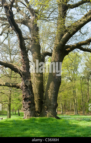 Grande quercia con tronchi multipli, Surrey, Regno Unito Foto Stock