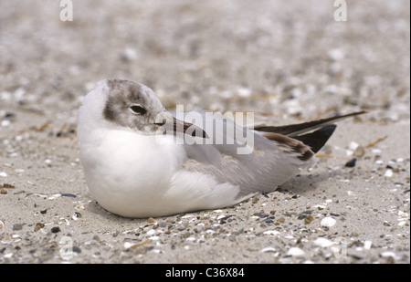 I capretti nero gabbiano con testa (Lat.: Larus ridibundus) sulla spiaggia di Prerow, Germania Foto Stock