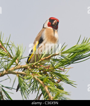 Si tratta di un cardellino (Carduelis carduelis) un colorato residenti in UK garden bird. Foto Stock