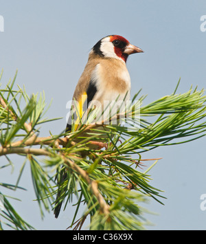 Si tratta di un cardellino (Carduelis carduelis) un colorato residenti in UK garden bird. Foto Stock