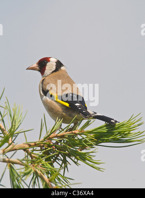 Si tratta di un cardellino (Carduelis carduelis) un colorato residenti in UK garden bird. Foto Stock