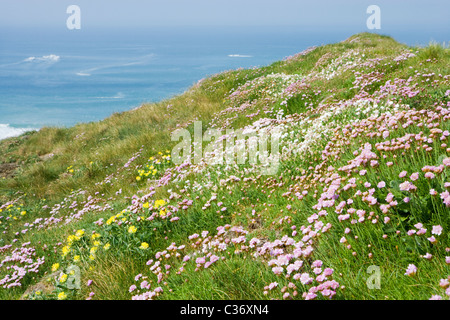 Clifftop fiori. La parsimonia, Mare Campion e Rene veccia. Cornwall, Regno Unito Foto Stock