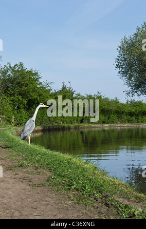 Airone cenerino in piedi lungo macclesfied canal bank cercando in acqua Foto Stock