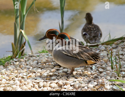 Comune o Eurasian Teal, Anas crecca, anatidi. Due maschi di anatre, i Draghetti e una femmina di anatra. Foto Stock