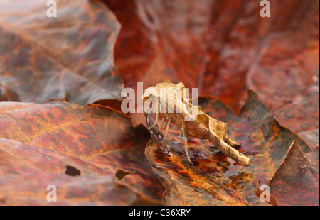 Sfumature di angolo Moth Phlogophora meticulosa Foto Stock