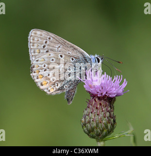 Farfalla Blu comune  icarus Polyommatus Foto Stock