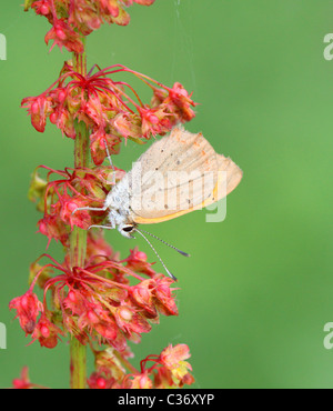 Piccola farfalla di rame  Lycaena phlaeas Foto Stock