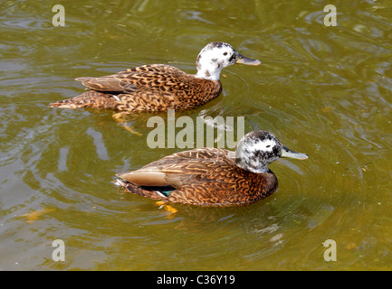 Laysan Teal, Anas laysanensis, anatidi. Anatra nativo di Laysan Island, Hawaii. Foto Stock