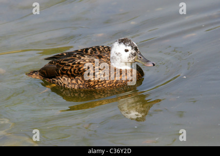 Laysan Teal, Anas laysanensis, anatidi. Anatra nativo di Laysan Island, Hawaii. Foto Stock