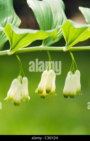 Polygonatum biflorum, Salomone del sigillo. Surrey, Regno Unito Foto Stock