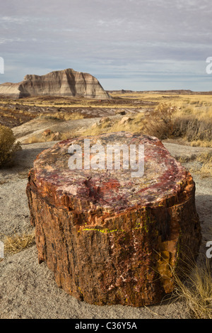 Legno pietrificato da estinti Araucarioxylon arizonicum alberi, Crystal area forestale Parco Nazionale della Foresta Pietrificata, Arizona, Stati Uniti. Foto Stock