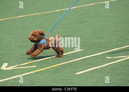 Graziosa piccola barboncino Toy cane in esecuzione sul parco giochi Foto Stock