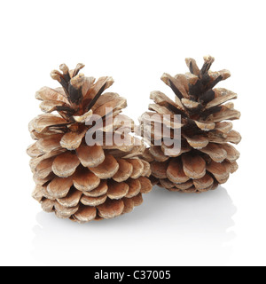 Coni del pino Foto Stock