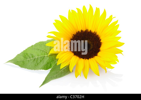 Girasole Foto Stock