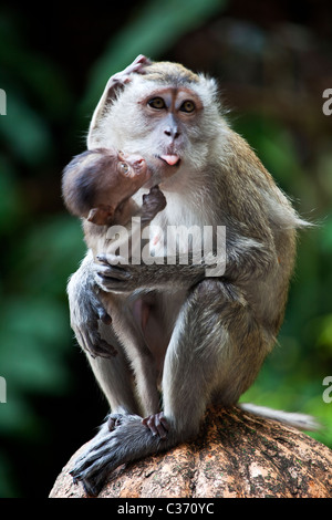 Monkey mostrando la sua lingua Foto Stock