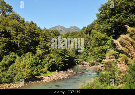 Sud America boschetto di bambù e la foresta pluviale temperata alberi sulle rive scoscese del Rio Frias, Puerto beati, Ande, Argentina Foto Stock