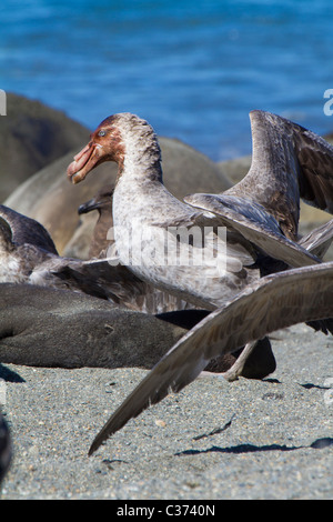 Southern papere giganti festa sulla carcassa del morto un elefante marino del sud pup, Isola Georgia del Sud Foto Stock