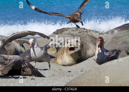 Un skua vola a unirsi a sud della papere giganti festa sulla carcassa del morto un elefante marino del sud pup, Isola Georgia del Sud Foto Stock